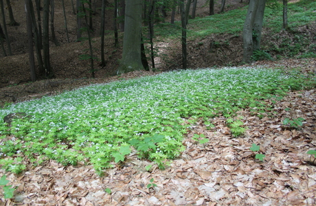 Waldmeister (Galium odoratum) - © Philipp Sengl